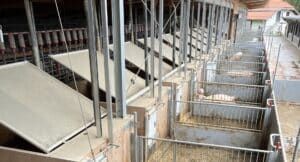Ferkel wachsen im Kaltstall mit Stroh auf.