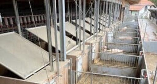 Ferkel wachsen im Kaltstall mit Stroh auf.