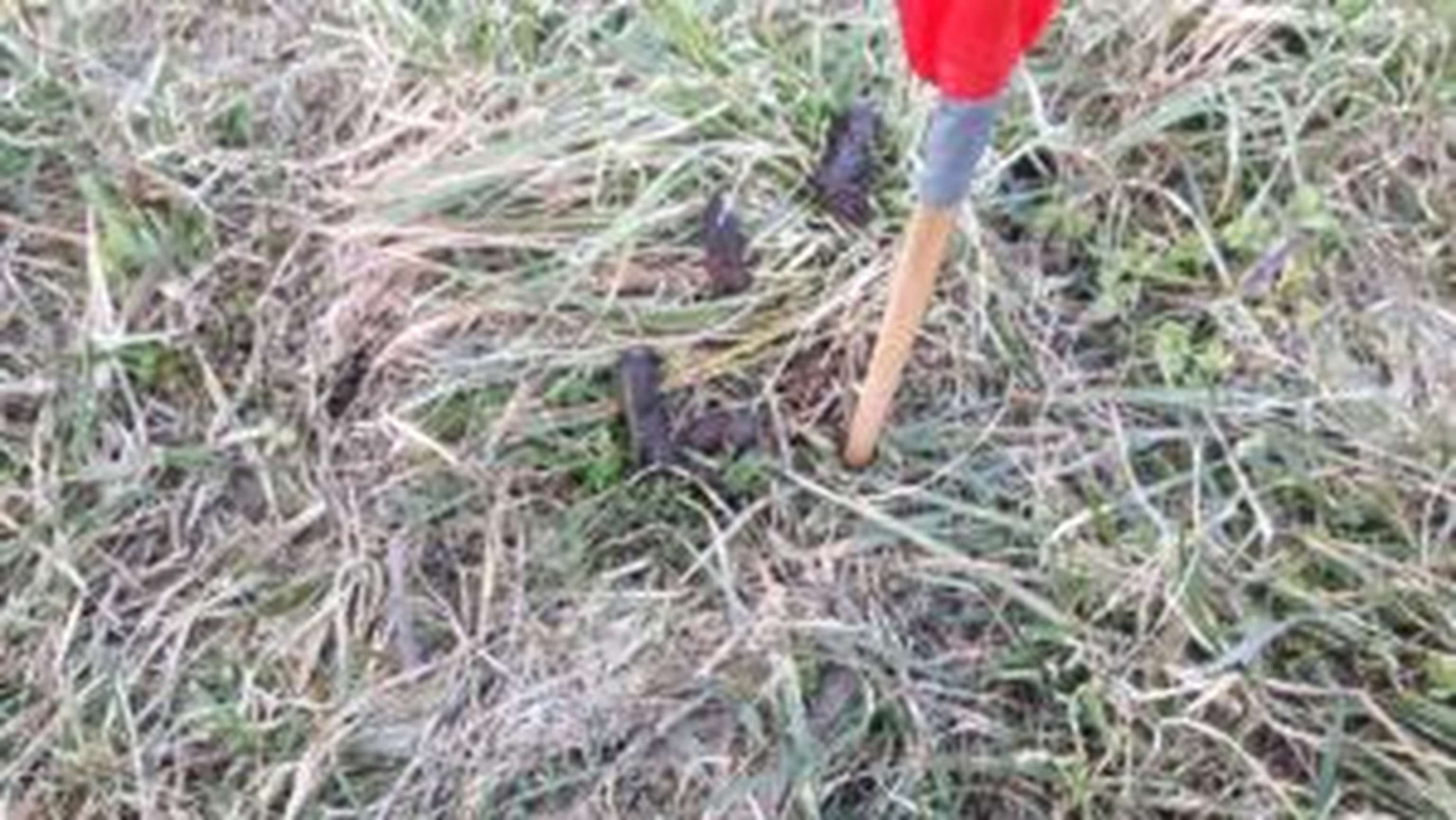 Spuren eines Sonntagsspaziergangs: Wenn Hund und Herrl die Natur genießen, darf es so nachher nicht ausschauen.