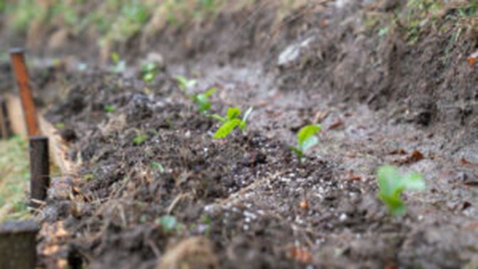 Noch ist die Teepflanze „Camellia sinensis“ hierzulande ein absoluter Exot.