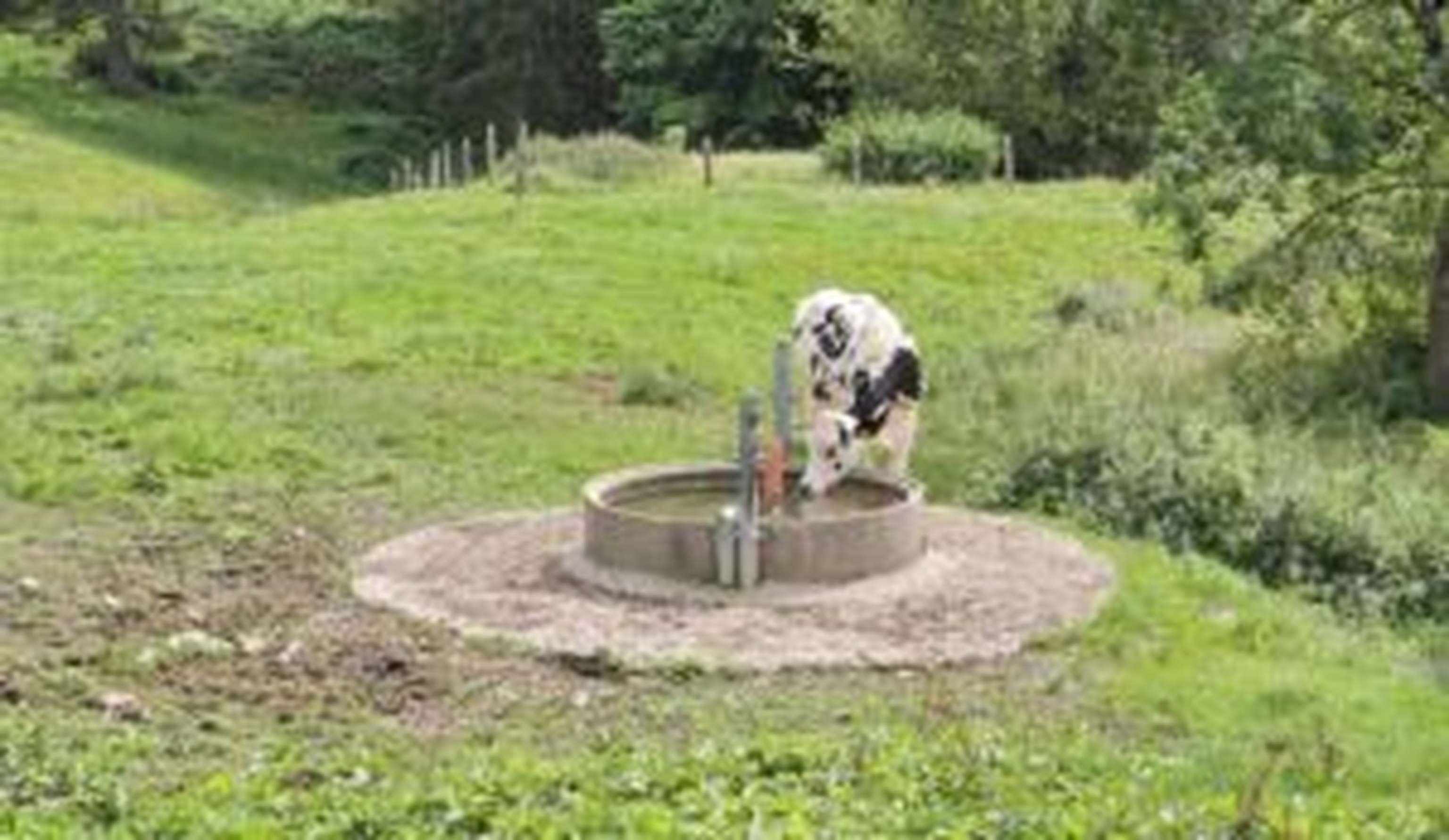 Lebensnotwendige Viehtränken: Ein Rind benötigt an heißen Tagen bis zu 180 Liter Wasser.