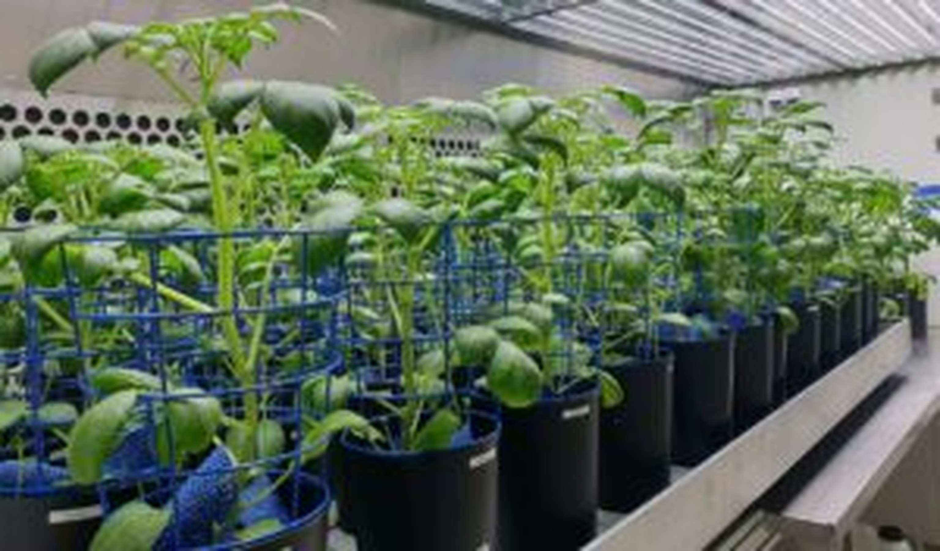 Zehn Forschungseinrichtungen untersuchten Kartoffelsorten unter Laborbedingungen und im Feldversuch auf ihre Stresstoleranz.