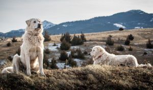 Herdenschutzhunde werden im ÖPUL mit 700 Euro gefördert.