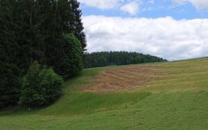 Im Mühlviertel treten heuer massive Schäden auf. Andernorts ist es ruhig.