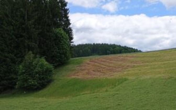 Im Mühlviertel treten heuer massive Schäden auf. Andernorts ist es ruhig.