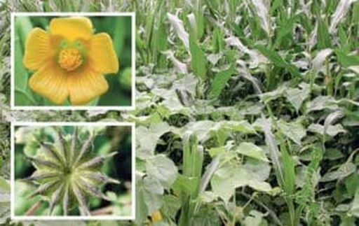 Die Samtpappel in Mais sowie Blüte und Samenkapsel.