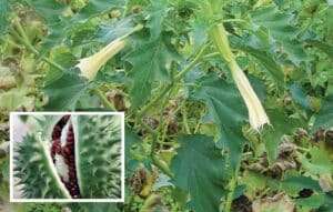 Der Stechapfel sollte bei etwa 5 cm Wuchshöhe bekämpft werden.