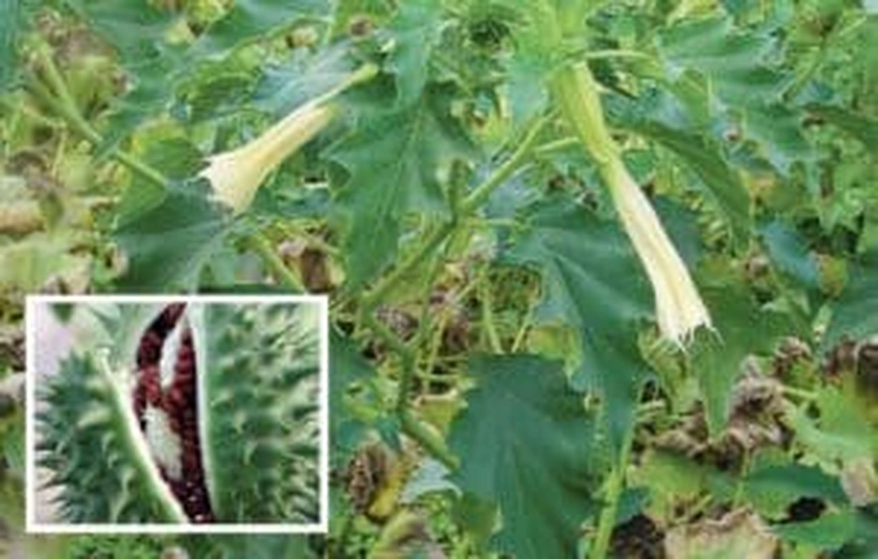 Der Stechapfel sollte bei etwa 5 cm Wuchshöhe bekämpft werden.