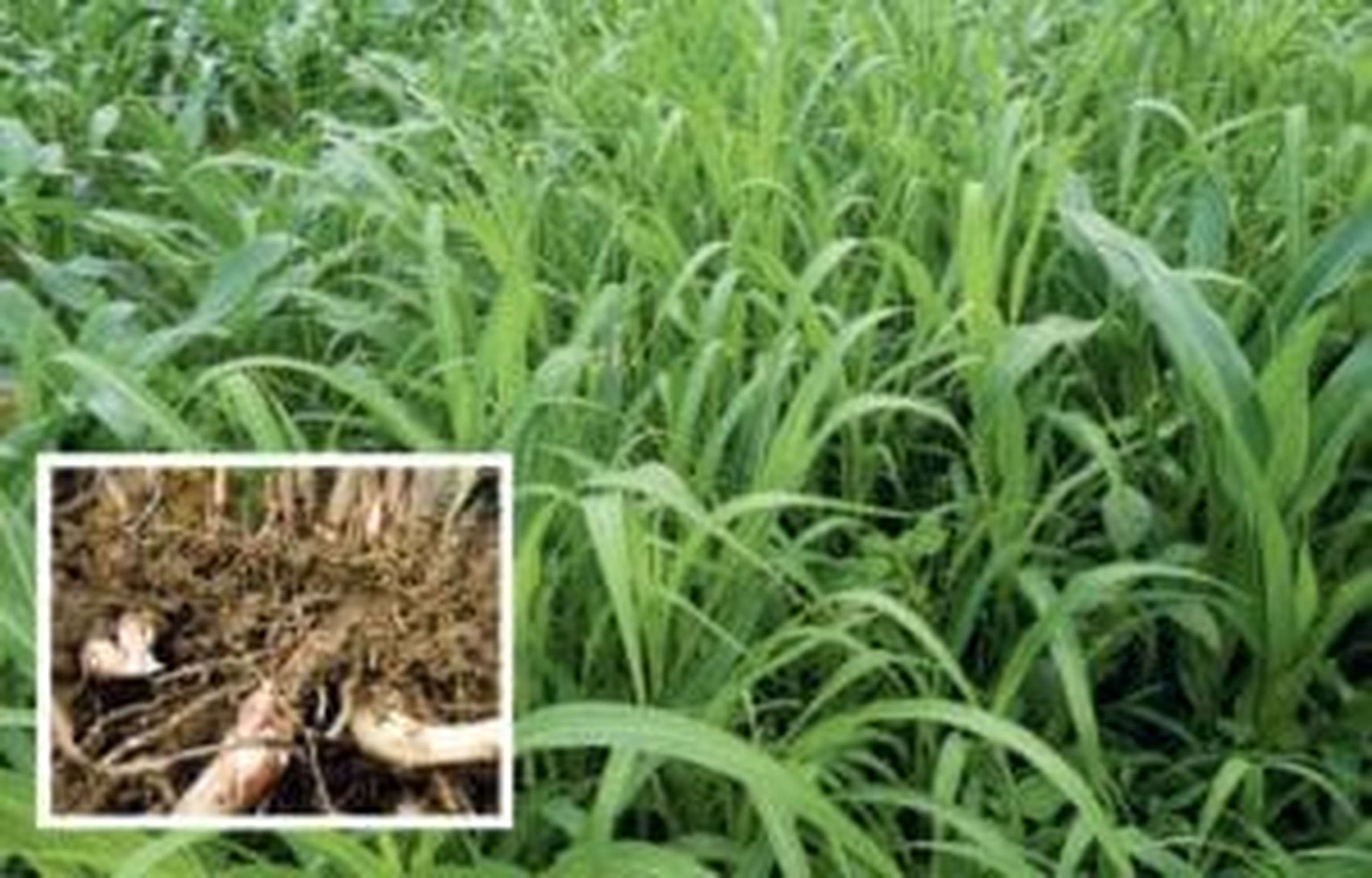 Das Johnsongras ist extrem konkurrenzstark.