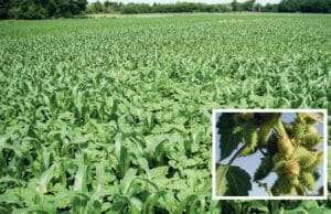 Spitzkletten können bis 1,50 m hoch werden und alles überwuchern.