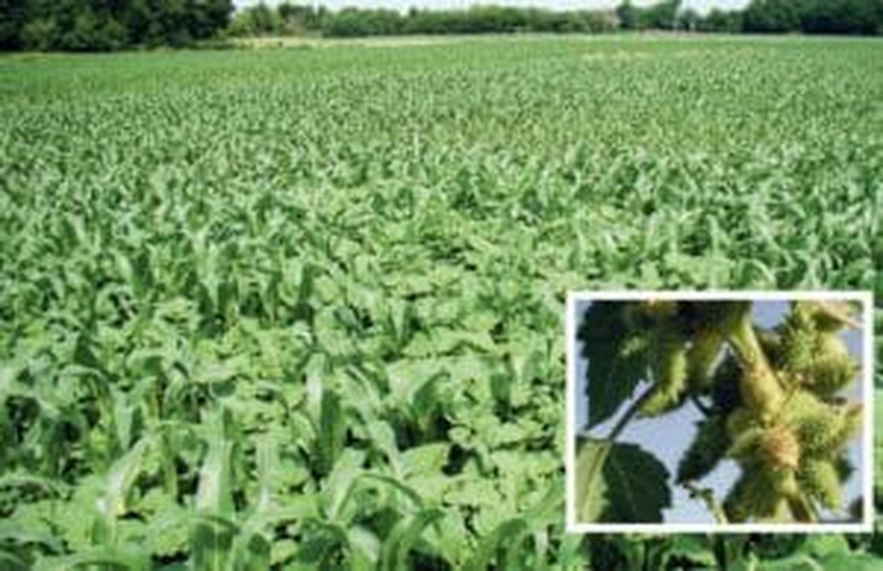 Spitzkletten können bis 1,50 m hoch werden und alles überwuchern.