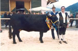 Der Gründungsvater der österreichischen Sprinzenzüchter war der Tiroler Karl Mair, hier mit seiner Tux-Zillertaler-Kuh „Wolke“. Diese wurde 1996 Bundeschampion. Über die Tux-Zillertaler-Zucht wurden die Pustertaler Sprinzen in Tirol erst bekannt gemacht.