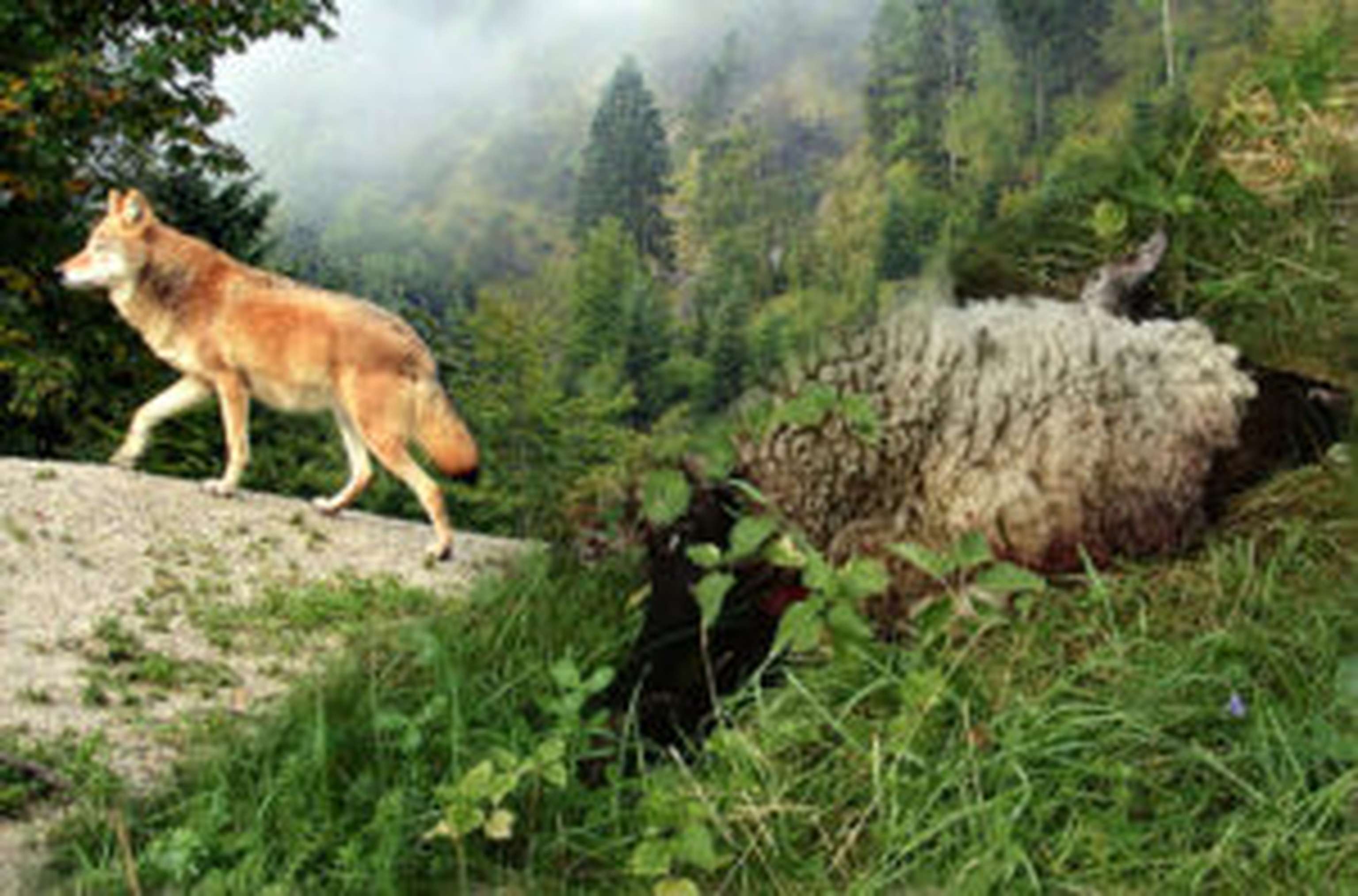Dank eines Vier-Punkte-Pakets der NÖ Landesregierung werden gleichzeitig gesetzliche Grundlagen, aber auch Grenzen für den Wolf festgelegt.