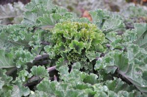 Auch„Kalettes“, eine Kohlgemüse-Neuheit, wird in Oberösterreich schon produziert.