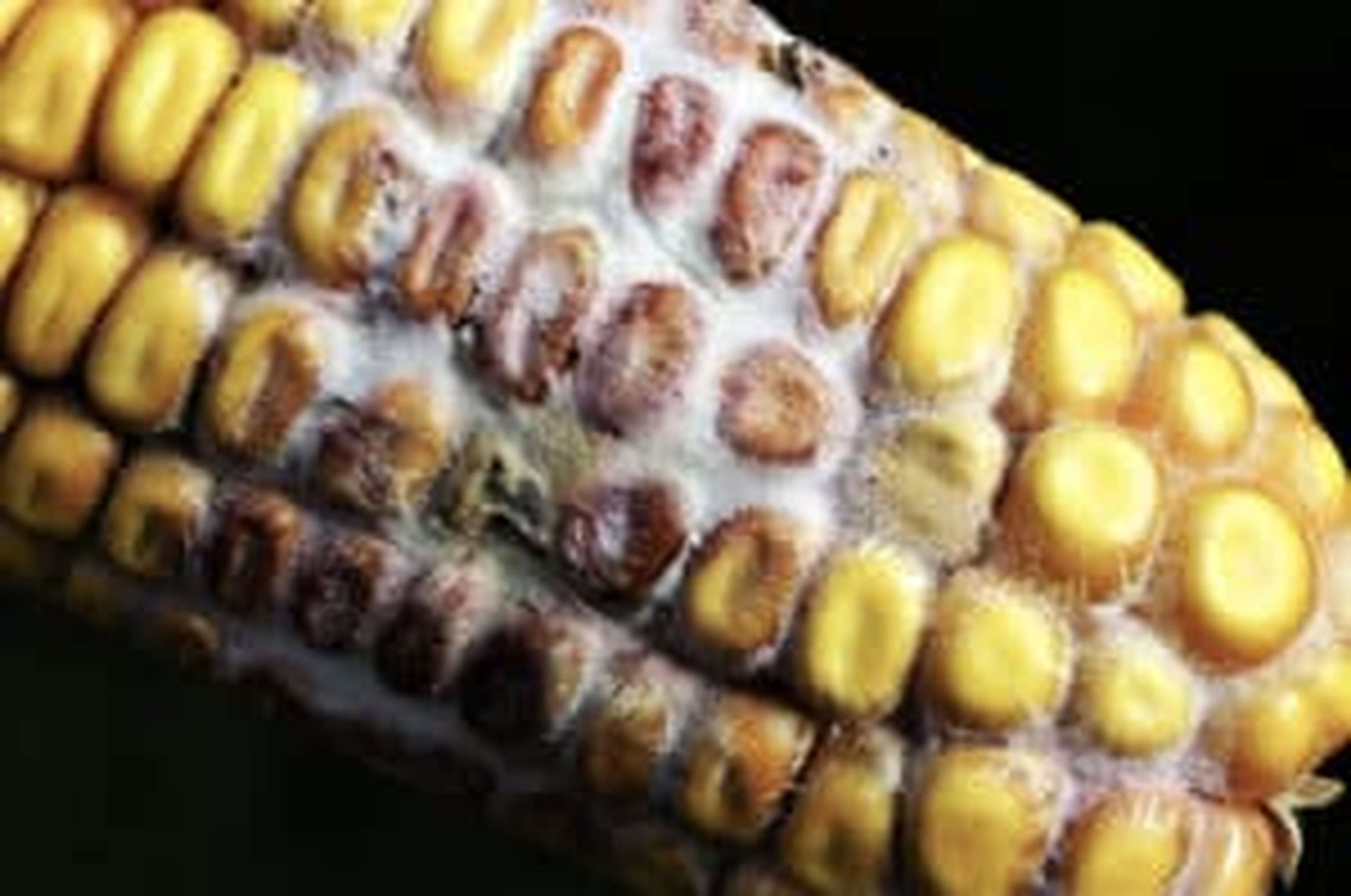 Hitze und trockenes Wetter zur Maisblüte haben Fusarium-Befall verhindert.