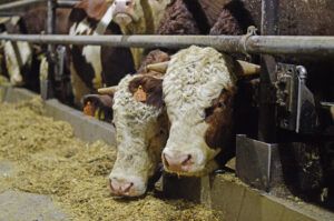 Das Futter für die Tiere wächst zu großen Teilen auf den eigenen Feldern.