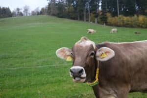 Das Halsband mit eingebauten Sensoren unterstützt die Familie bei der Fütterung und Überwachung der Gesundheit der Milchkühe.