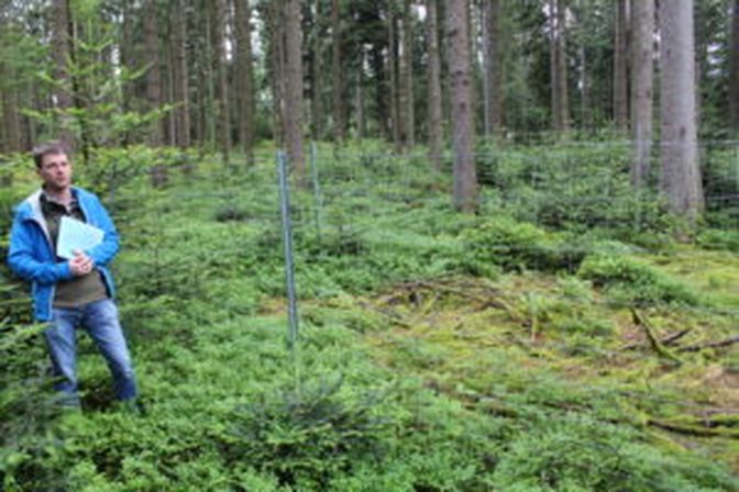 Max Kastner vom Landesforstdienst OÖ bei der Beurteilung einer Vergleichsfläche im Gebiet Florianikapelle im Kobernaußerwald.