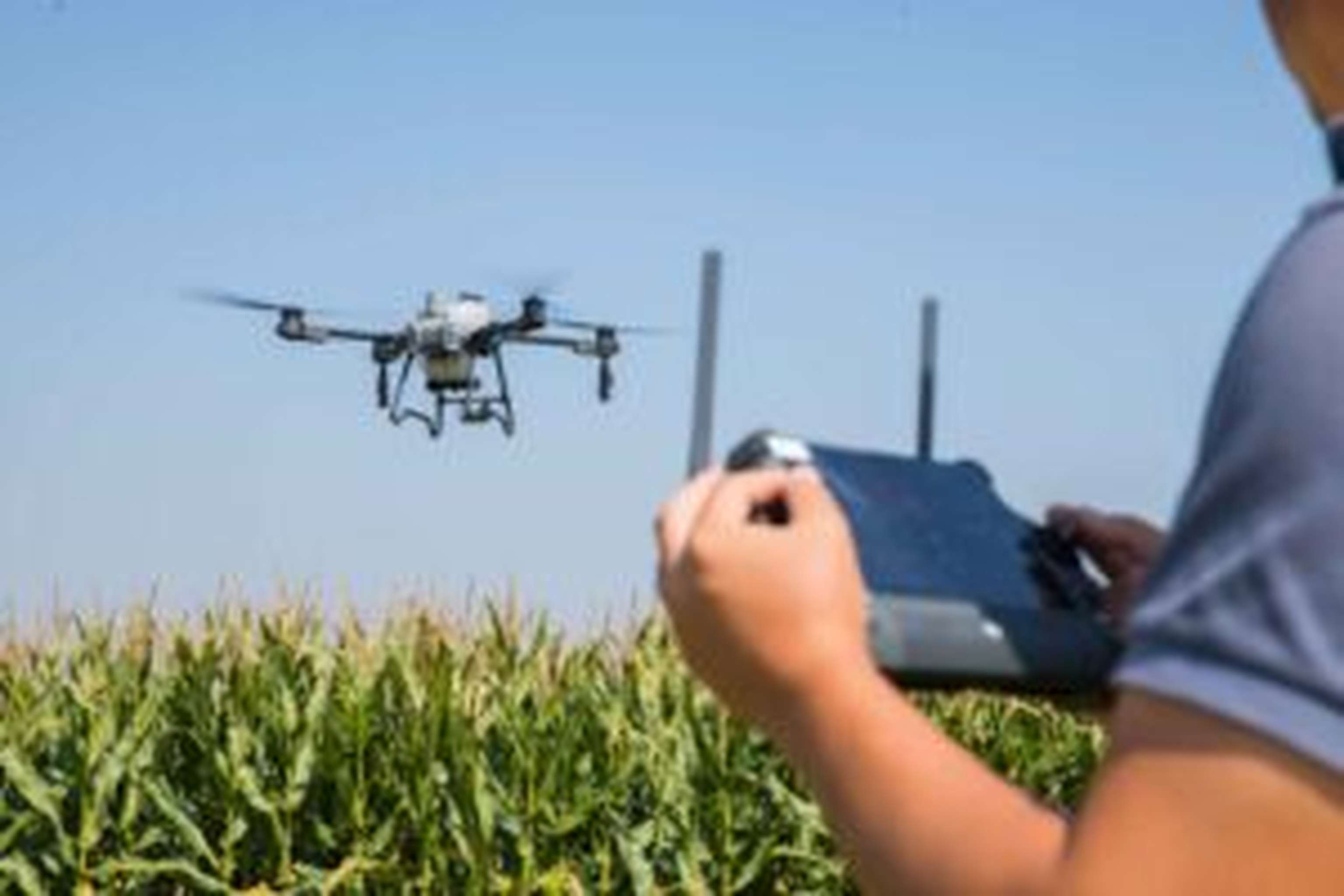Bonituren im Mais mit Hilfe von Drohnen