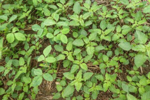Resistenzen sind bei Amaranth undWeißem Gänsefuß ein Thema.