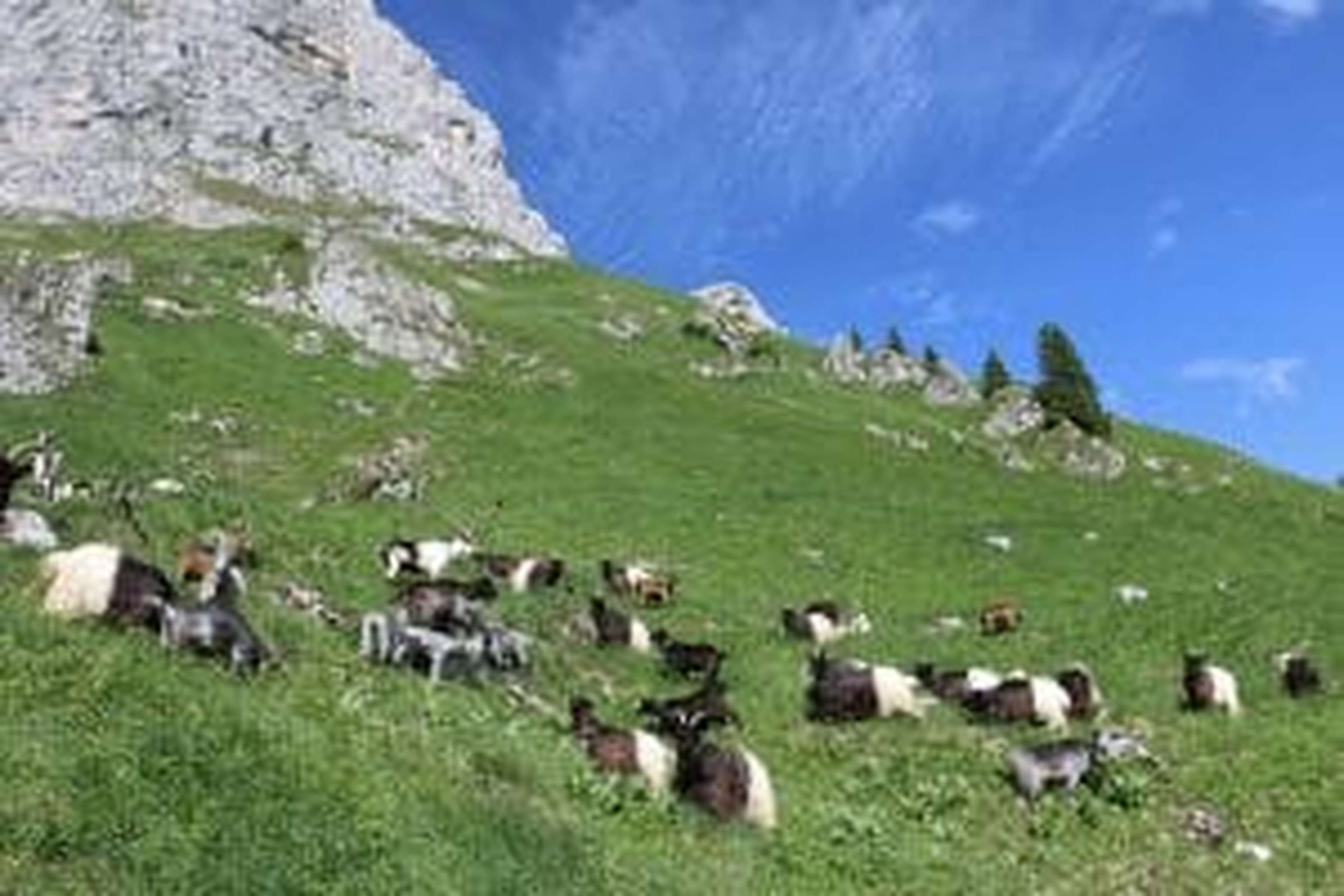 Nah unterm Himmel: die Ziegenweide auf der Alm.