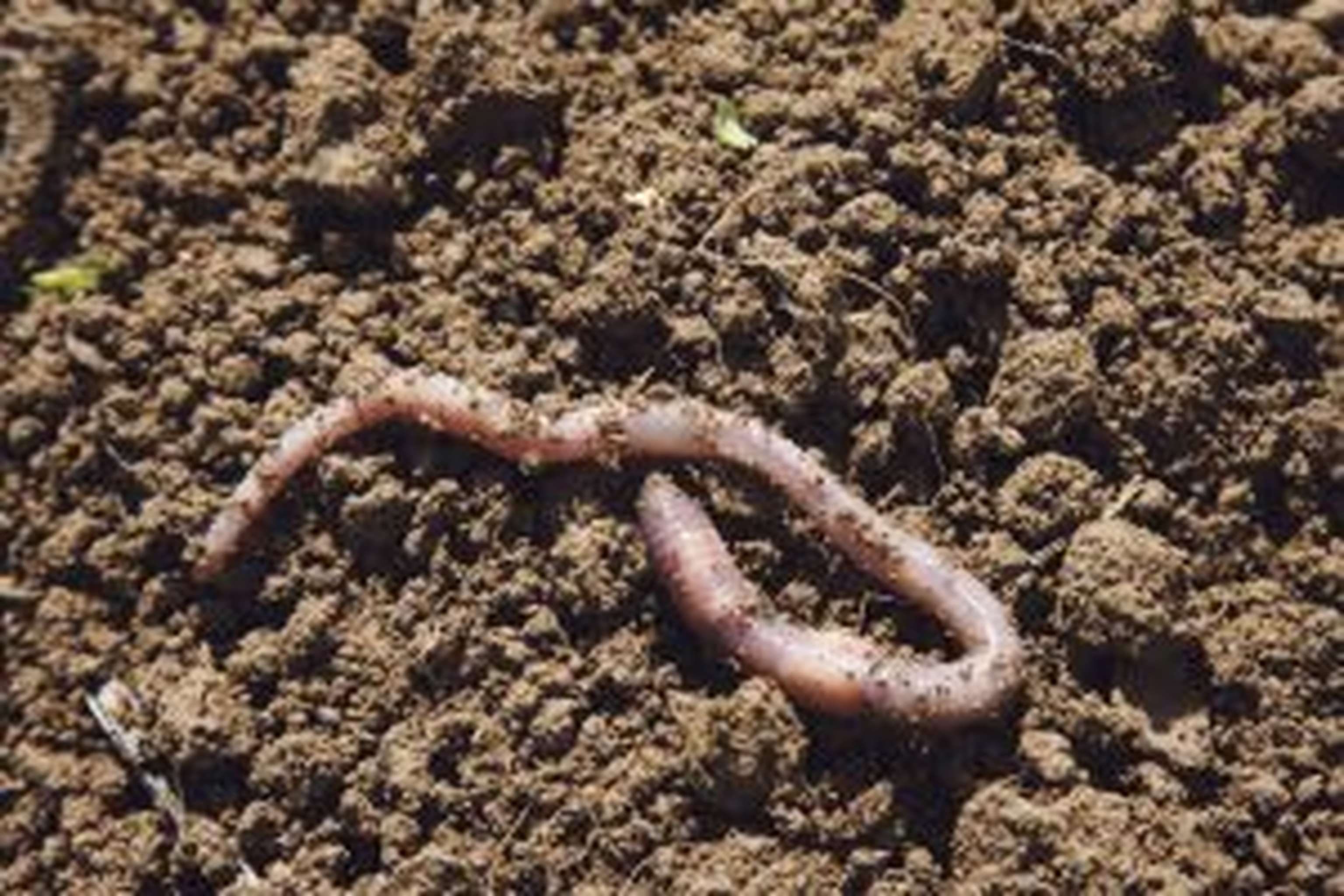 Regenwürmer sind wichtige Garanten für die Fruchtbarkeit der Böden.