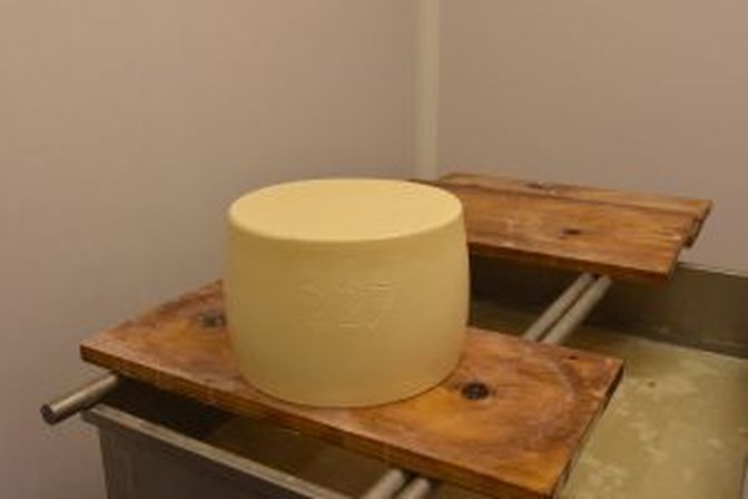 Der erste Mühlviertler Parmesan reift heran.