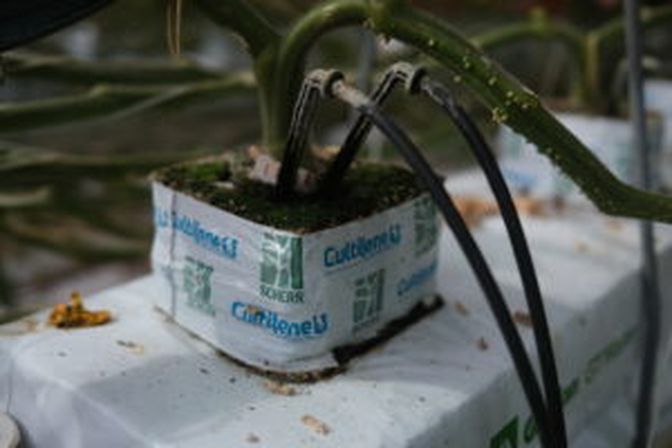 Jede Pflanze erhält zur Bewässerung eigene Wasserschläuche.