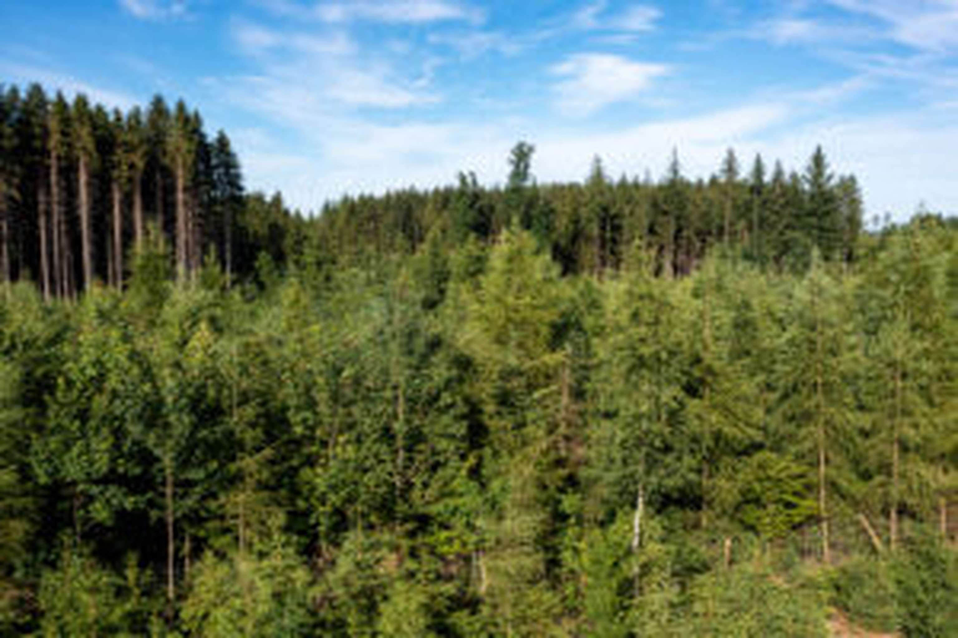 Österreichs strenges Forstgesetz schütz bereits vor Entwaldungen.