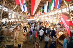 Tierzucht ist auch 2023 auf der Rieder Messe wieder stark vertreten.