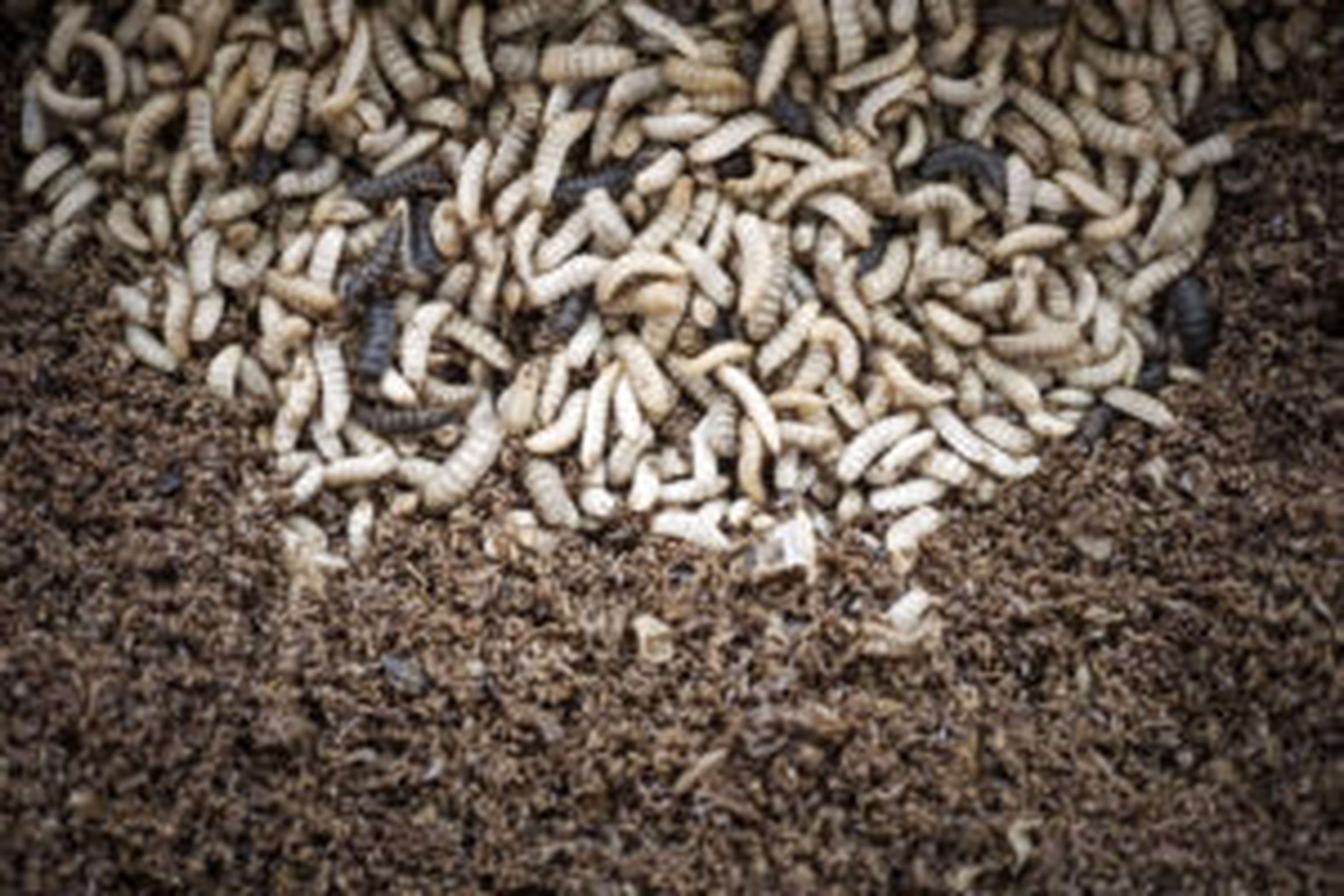 Insekten als Futtermittel: Die Proteinquelle der Zukunft?