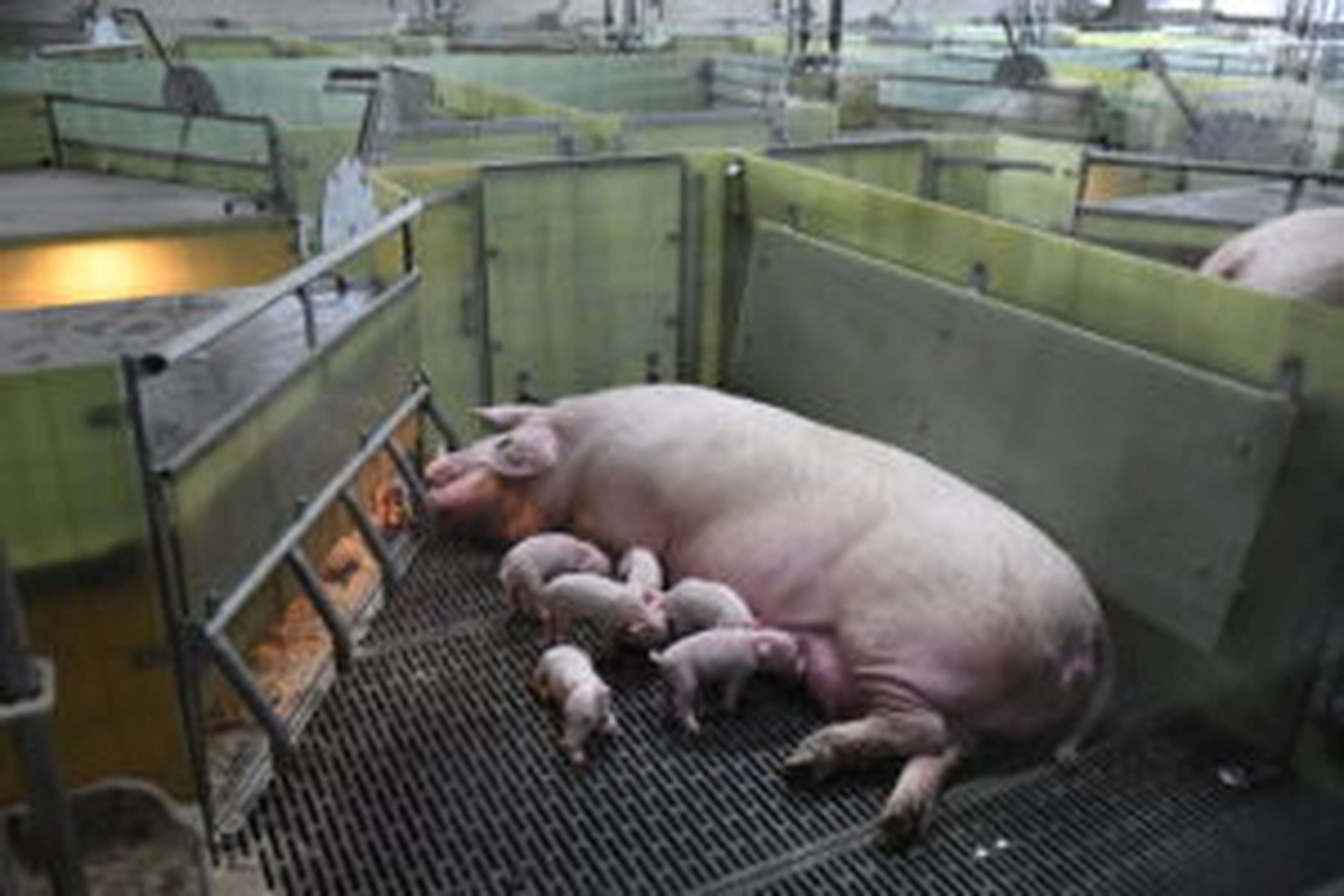 Auf Kastenstände wird bewusst verzichtet.