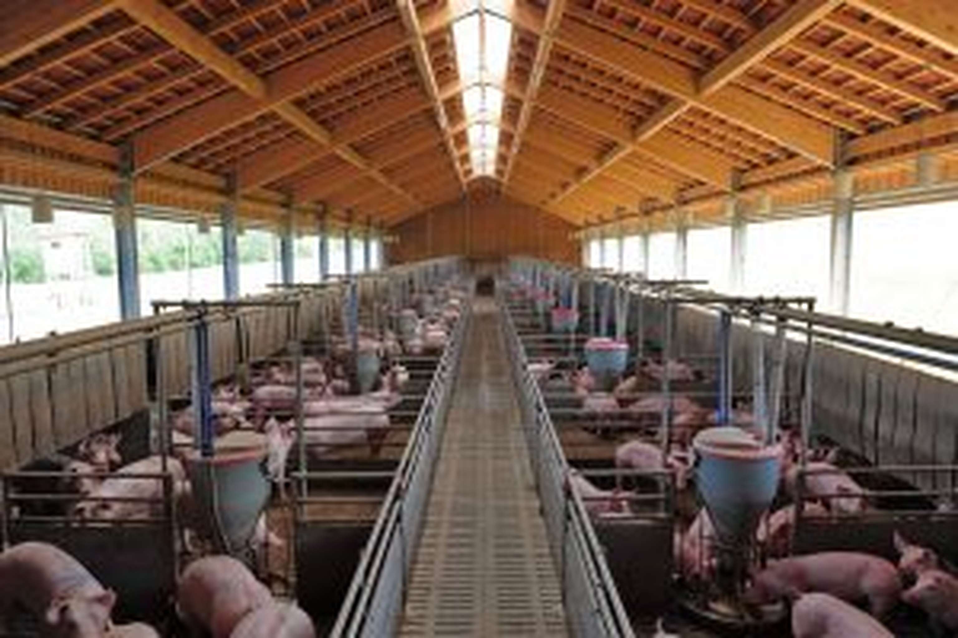 Viele Landwirte haben sich bereits dazu entschieden in höhereHaltungsstandards zu investieren. Mehr Tierwohl bedeutet jedoch auch mehr Kosten und Aufwand, die letztendlich der Konsument zahlen muss.