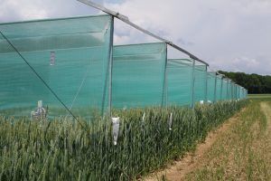 Kreuzungsversuche in der Hybridweizenzüchtung.