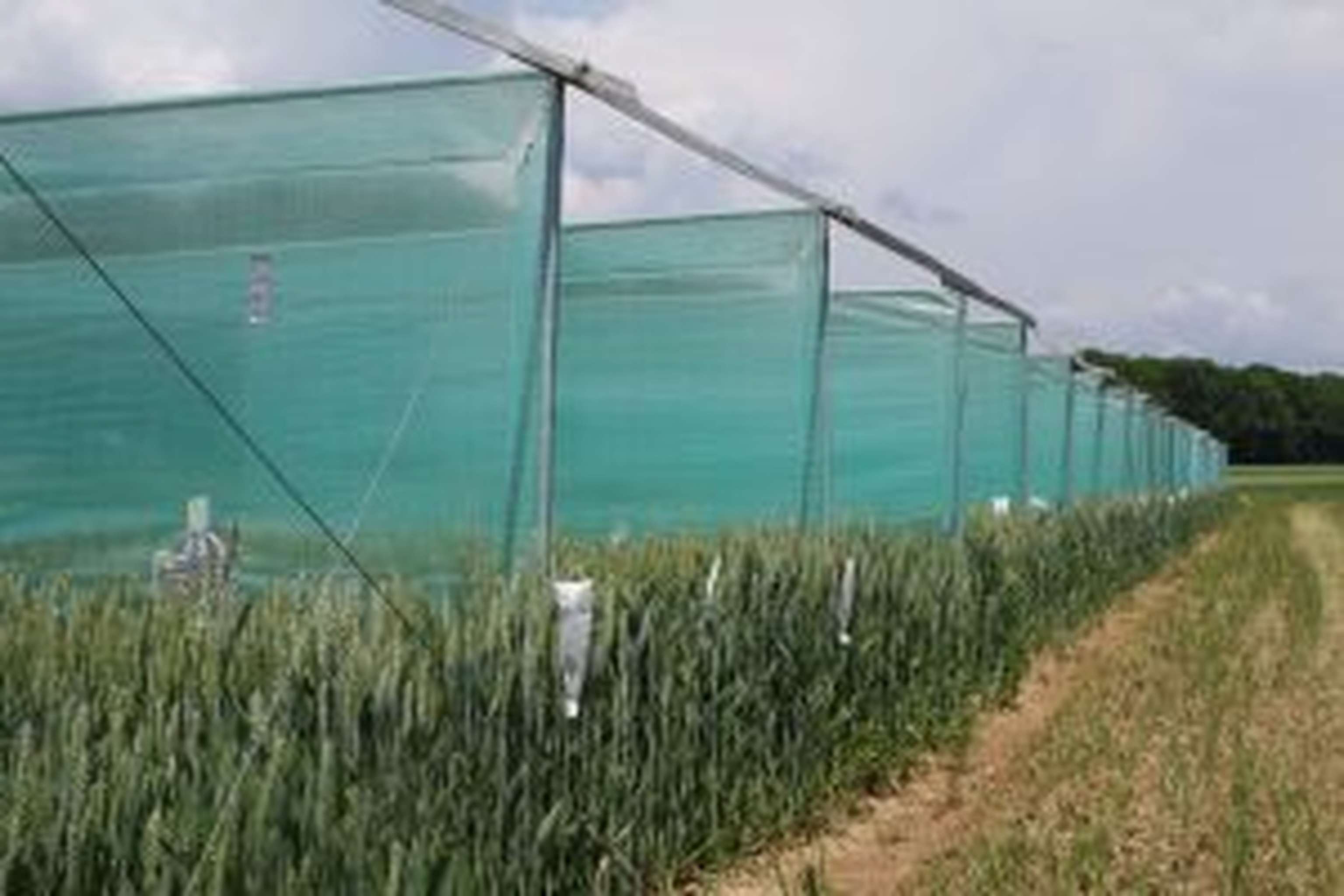 Kreuzungsversuche in der Hybridweizenzüchtung.