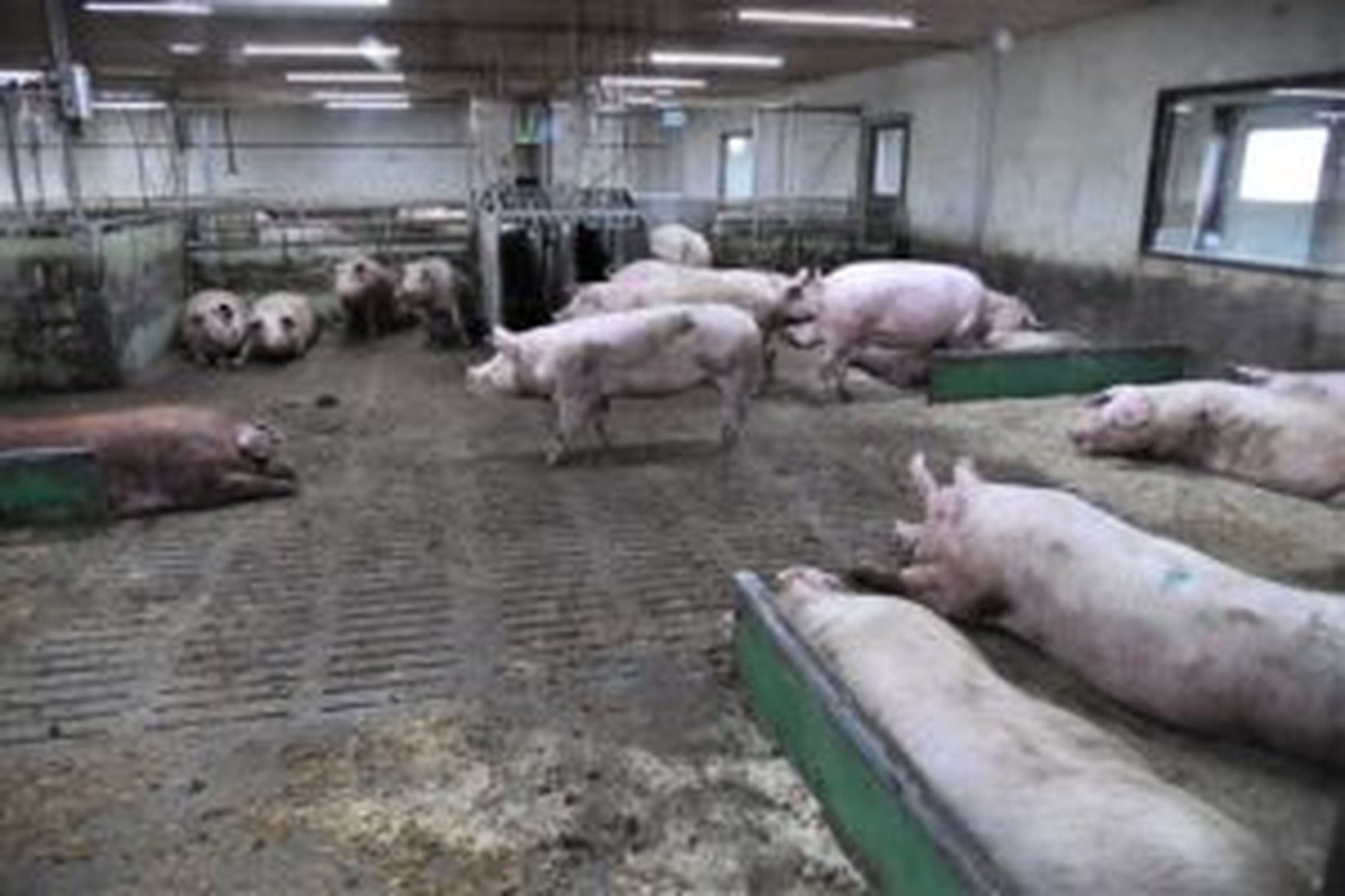 Im Wartestall stehen die Sauen in Großgruppen von bis zu 85 Tieren. Mittig die einzeltierbezogene Futterstation.