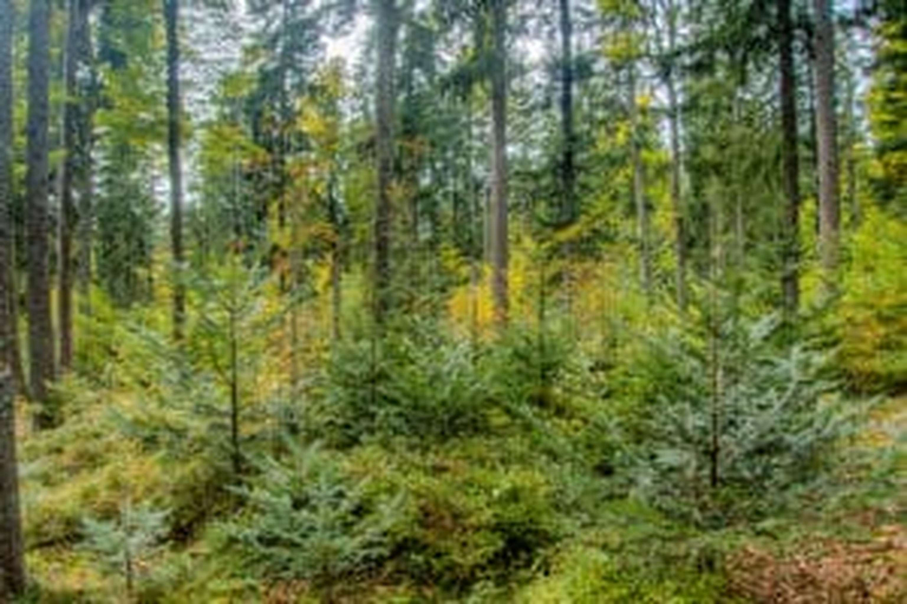 Von einer Übernutzung sind die heimischen Wälder weit weg: Der Holzvorrat nimmt jährlich um rund 4 Mio. Kubikmeter zu.