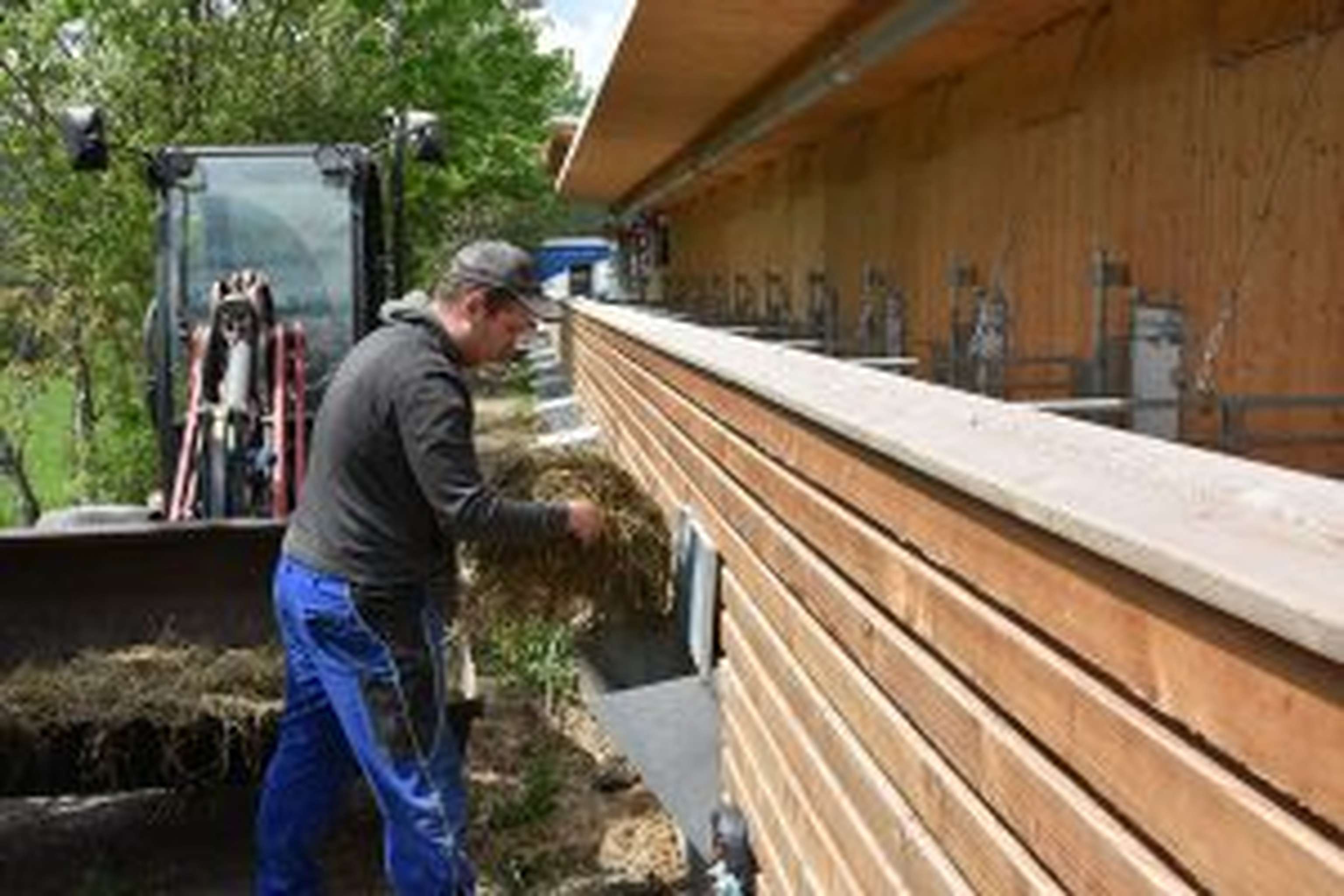 Frisches Raufutter über Raufen im Auslaufbereich