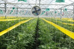 Über 400.000 Pflanzen begrünen das Gewächshaus im Marchfeld.
