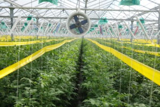 Über 400.000 Pflanzen begrünen das Gewächshaus im Marchfeld.