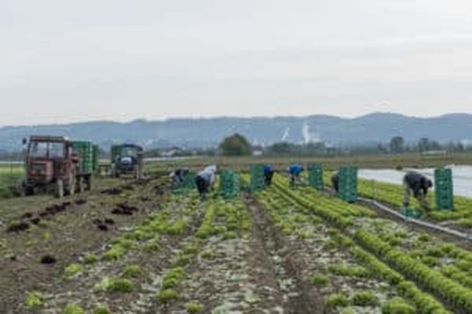 Trotz Bewässerung gab es im Gemüsebau Ertragseinbußen.