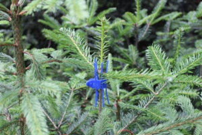 „Händischer“ Verbissschutz ist aufwendig. Wer kein Plastik im Wald möchte, muss auf Schafwolle oder teure Spritzmittel zurückgreifen.
