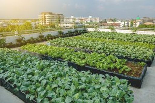 Urban Farming ist mancherorts bereits jetzt Realität.