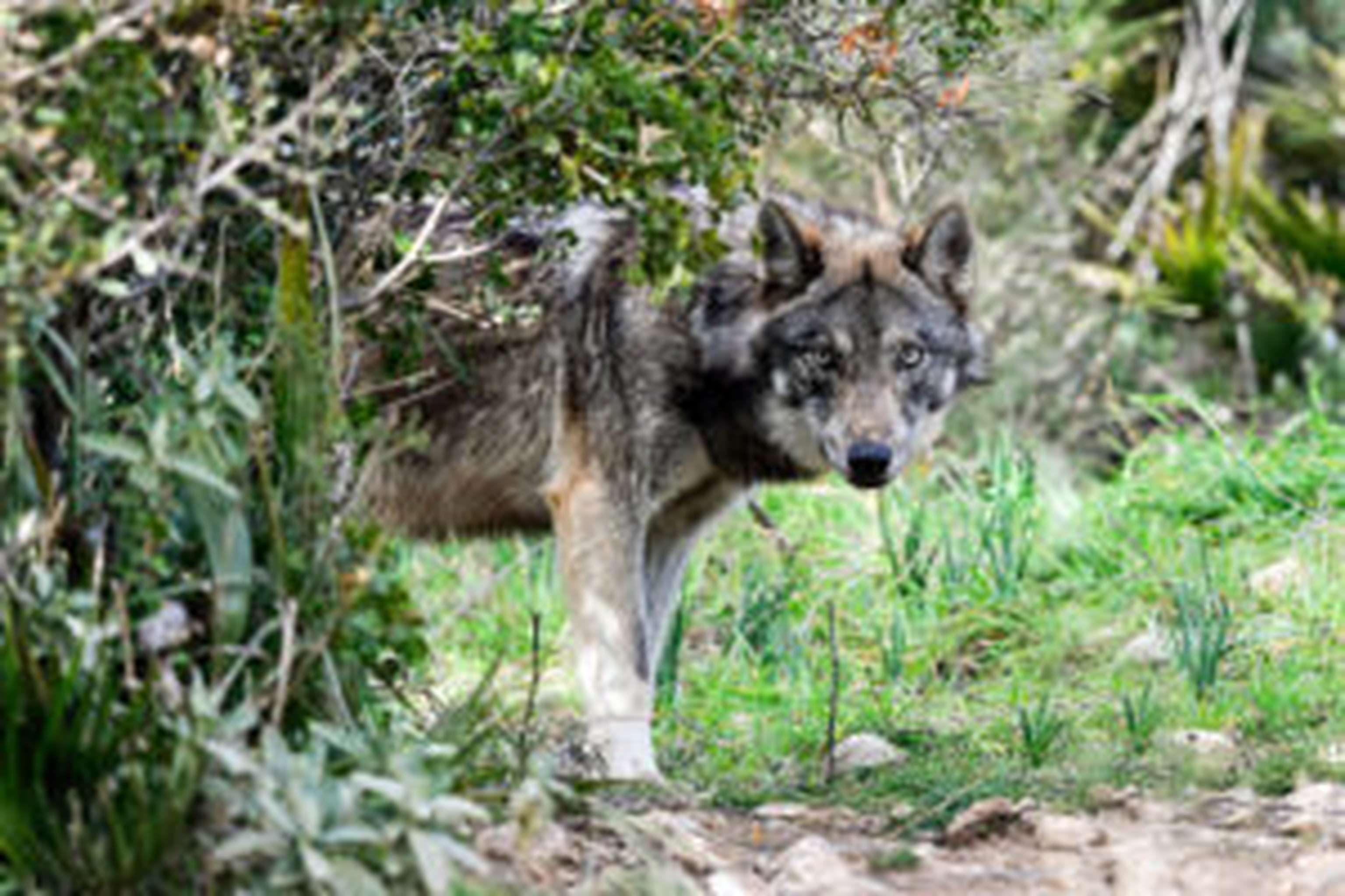 Nach langen ideologischen Debatten haben sich die Botschafter der EU-Mitgliedstaaten auf eine Absenkung des Schutzstatus geeinigt.