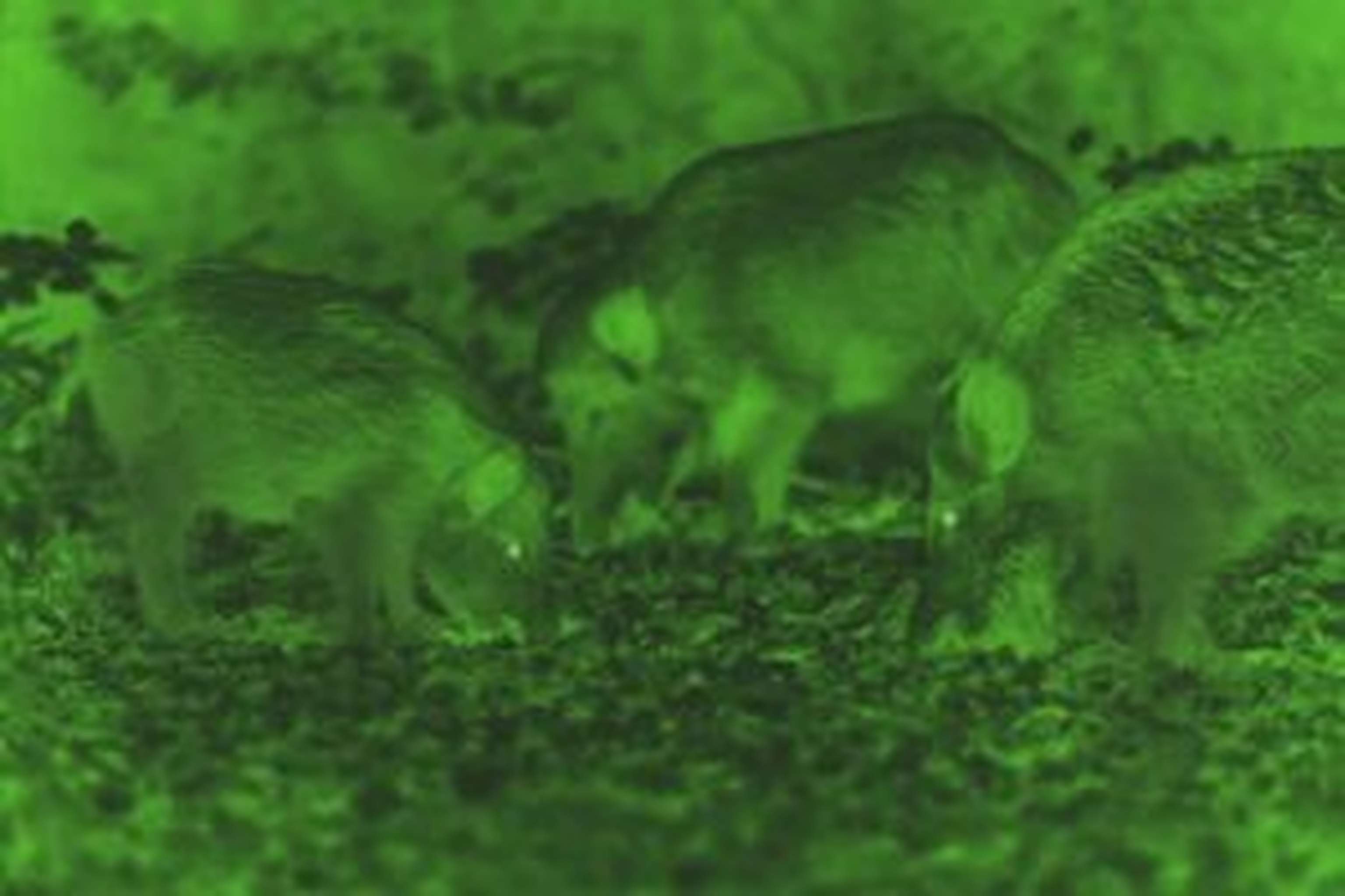 Werkzeug für die Jägerschaft: Seit März 2020 ist in Oberösterreich die Verwendung von Nachtzielhilfen für die Bejagung von Schwarzwild erlaubt.