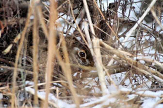 Ein Feldhase vertraut im Winterversteck auf seine Tarnung. Für Hunde, die nicht angeleint sind, dennoch leicht zu finden.
