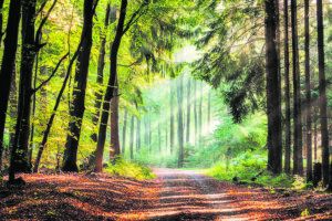 Maßnahmen für den Wald sollen ebenso unterstützt werden.
