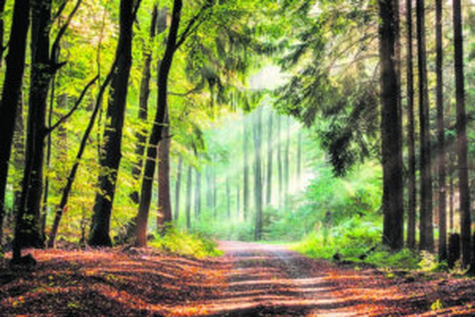 Maßnahmen für den Wald sollen ebenso unterstützt werden.