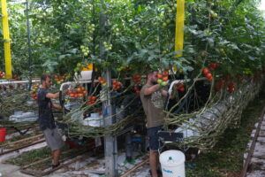 Per Handarbeit werden die reifen Früchte von den Mitarbeiterinnen und Mitarbeitern gepflückt.
