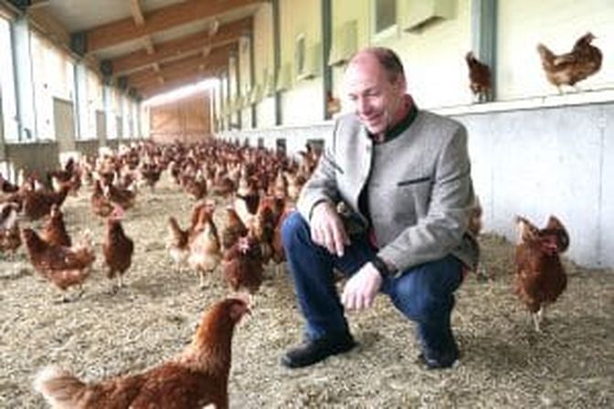 Die Geflügelbranche wächst. Hiegelsberger hofft, dass die erhöhte Investitionsförderung einen zusätzlichen Anreiz schafft.